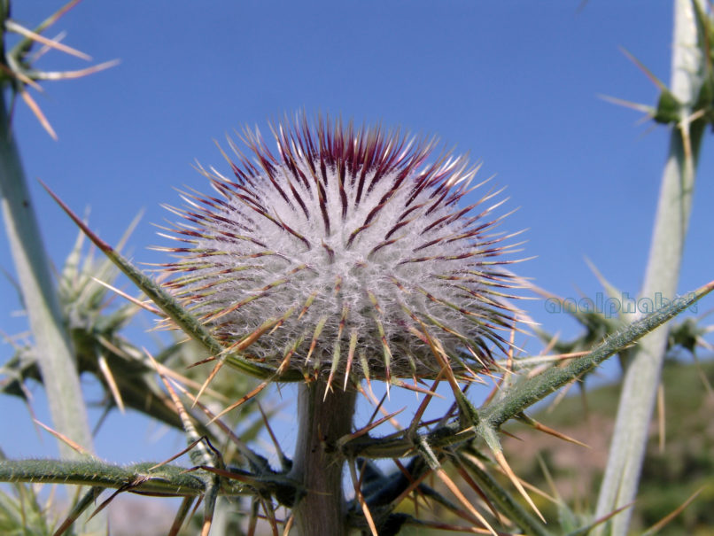 Cirsium eriophorum (L.), PARNITHA-4
