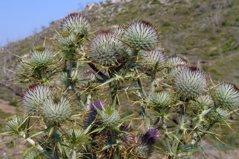 Cirsium eriophorum (L.), PARNITHA-5