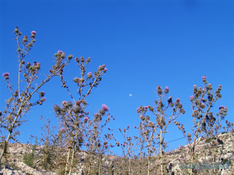 Cirsium eriophorum (L.), PARNITHA-6
