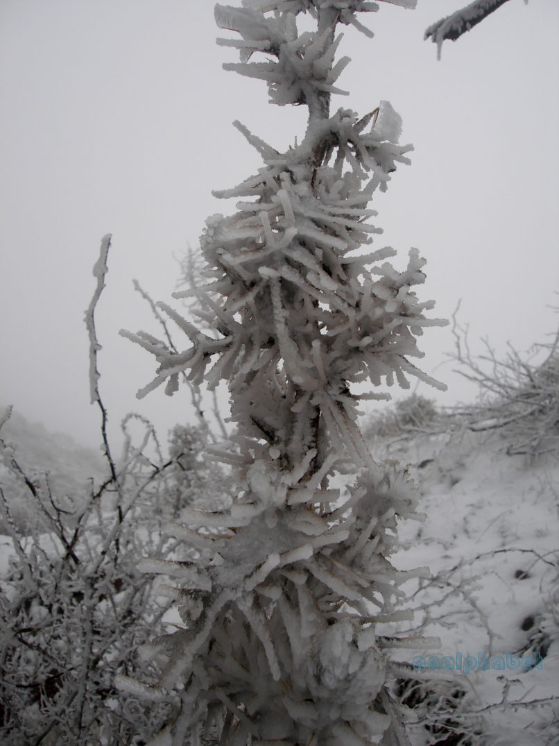 Cirsium eriophorum (L.), PARNITHA-8