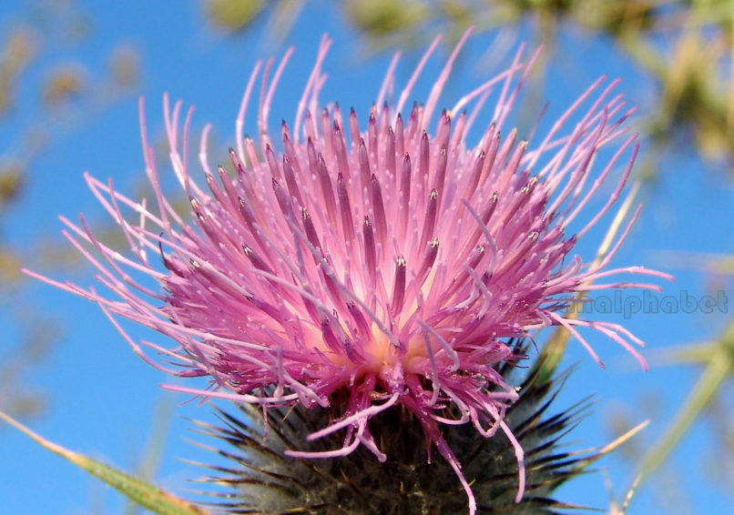 Cirsium eriophorum (L.), PARNITHA-9