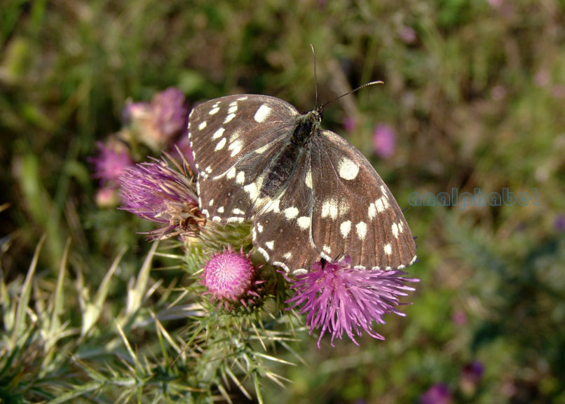 Cirsium vulgare (Savi), AGRAFA - KAZARMA-1