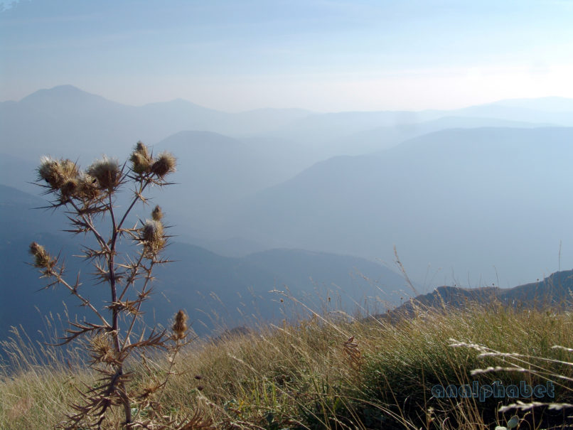 Cirsium vulgare (Savi), CHELIDONA-1
