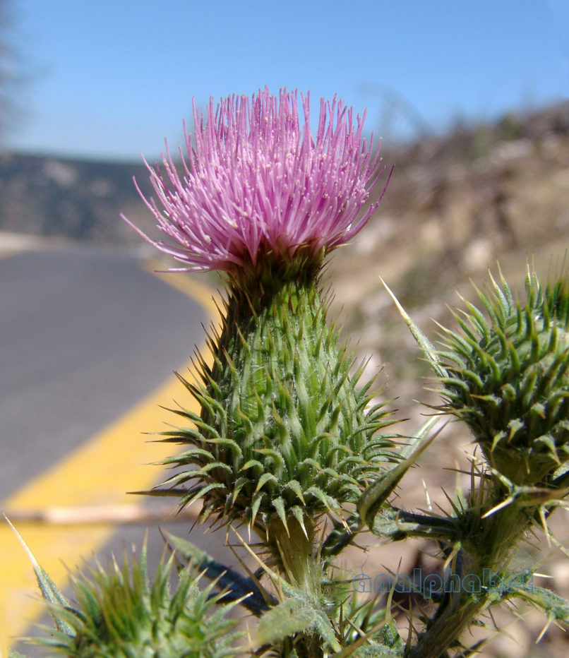 Cirsium vulgare (Savi), PARNITHA-1