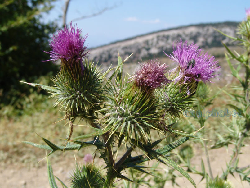 Cirsium vulgare (Savi), PARNITHA-3