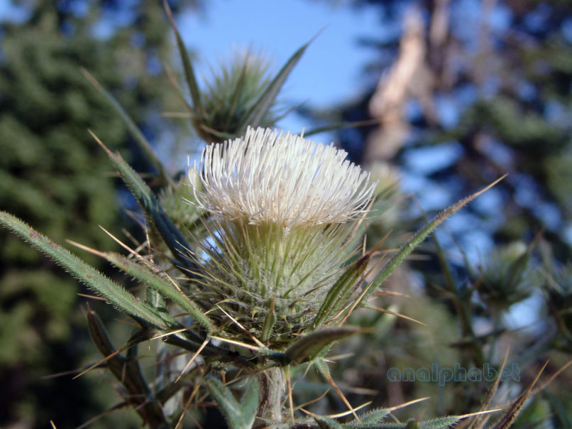 Compositae (Asteraceae) C1 [?], CHELIDONA-1