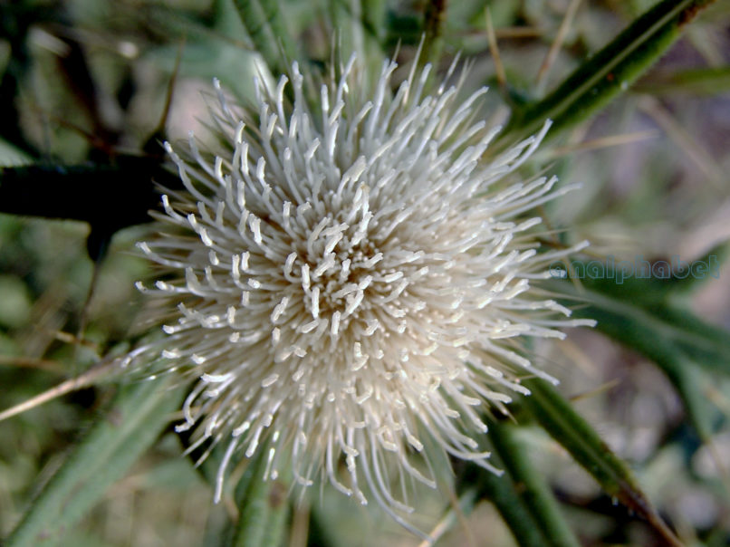 Compositae (Asteraceae) C1 [?], CHELIDONA-2