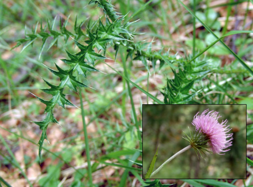 Compositae (Asteraceae) C2 [?], OLYMPOS-1
