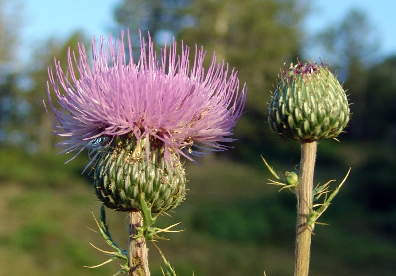 Compositae (Asteraceae) C3 [?], CHELIDONA-1