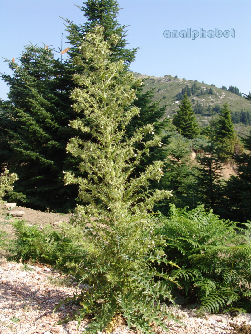 Compositae (Asteraceae) C4 [?], AGRAFA - KAZARMA-1