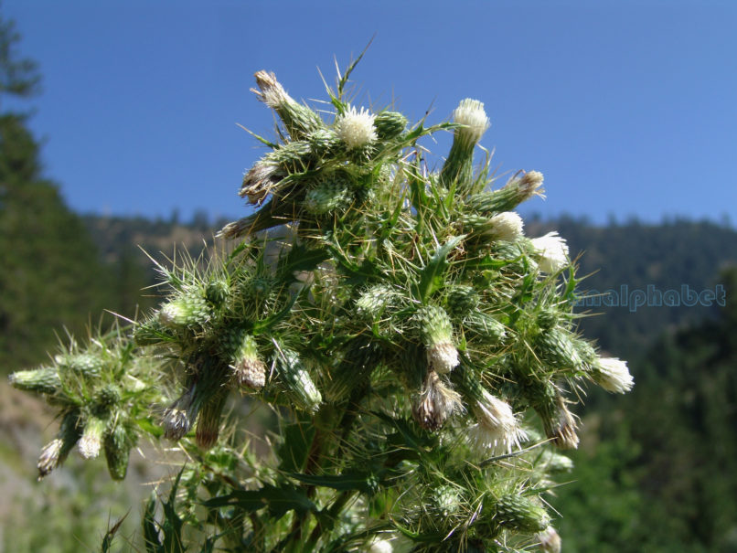 Compositae (Asteraceae) C4 [?], METSOVO - MAUROVOUNI-1