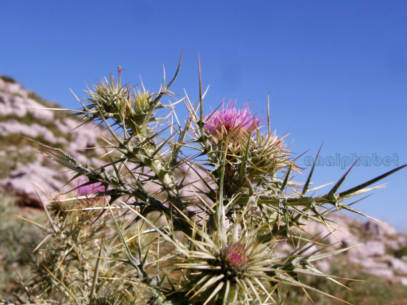 Compositae (Asteraceae) C5 [?], ΕΡΥΜΑΝΤΗΟΣ-1
