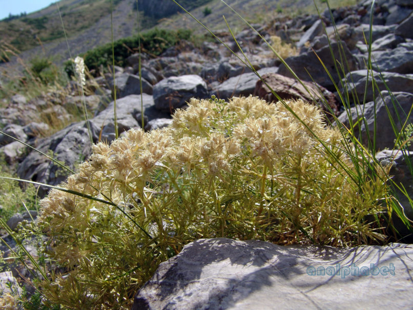 Compositae (Asteraceae) C6 [?], AGRAFA - KAZARMA-1