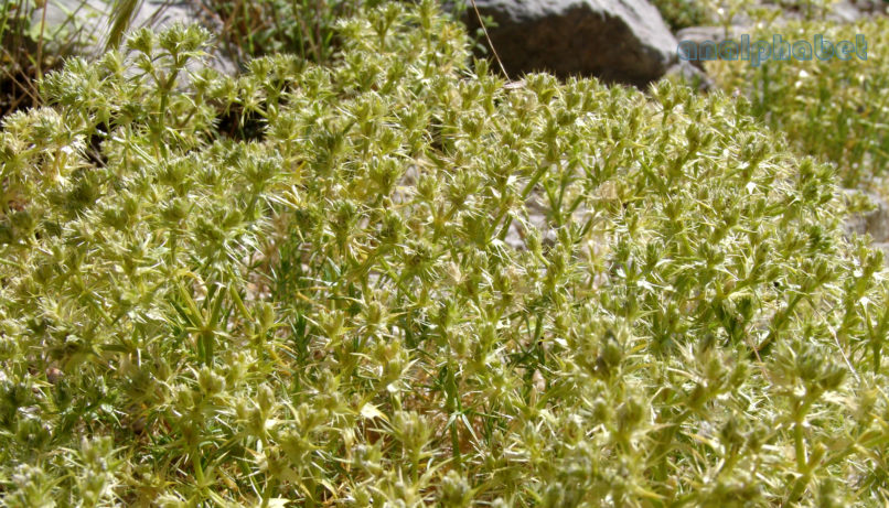 Compositae (Asteraceae) C6 [?], GIONA-1