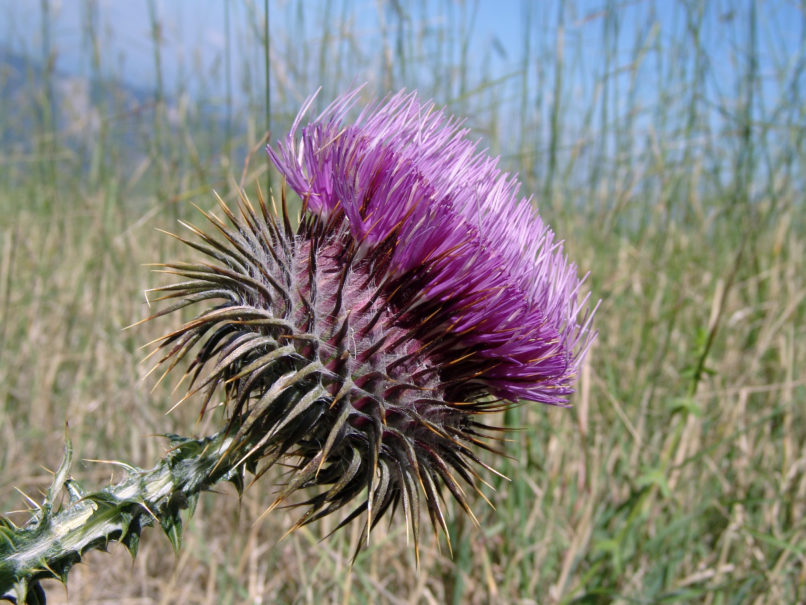 Compositae (Asteraceae), C7 [?], CHELIDONA-1