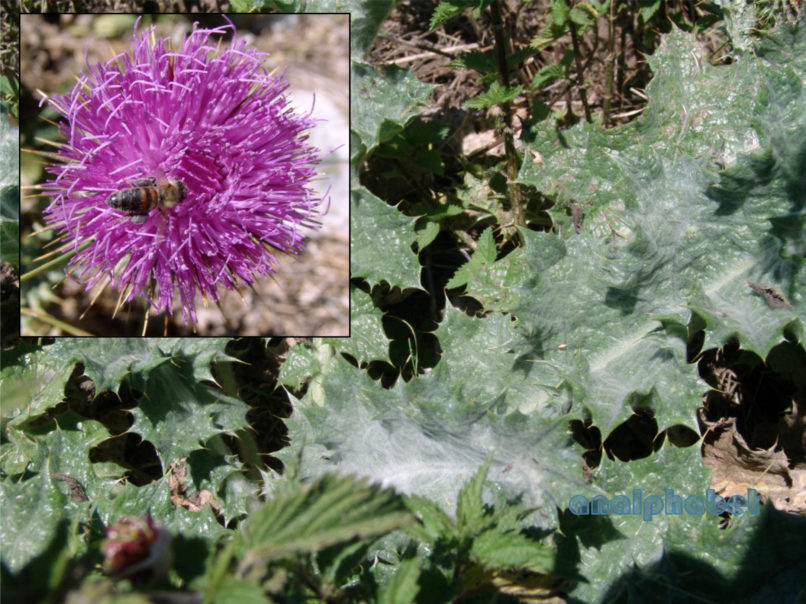 Compositae (Asteraceae), C7 [?], CHELIDONA-2