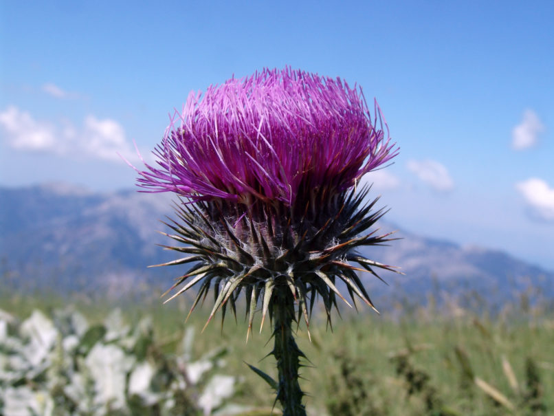 Compositae (Asteraceae), C7 [?], CHELIDONA-4