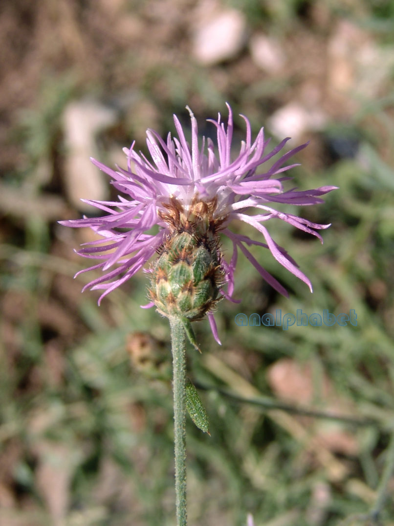 Compositae (Asteraceae) C10 [?], CHELIDONA-1
