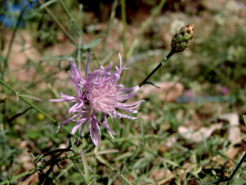 Compositae (Asteraceae) C10 [?], CHELIDONA-2