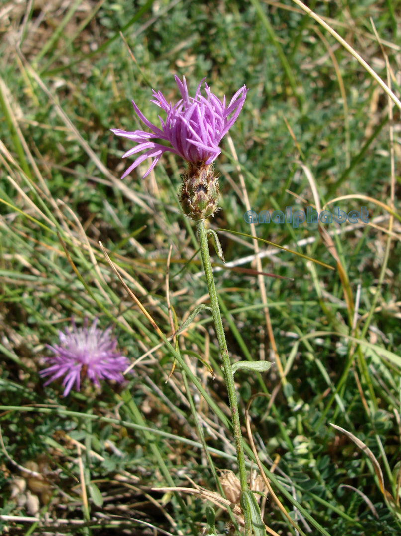 Compositae (Asteraceae) C10 [?], GIONA-1