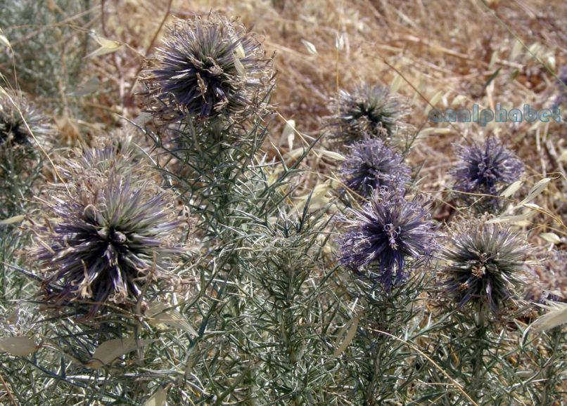 Compositae (Asteraceae) C10 [?], PARNITHA-1