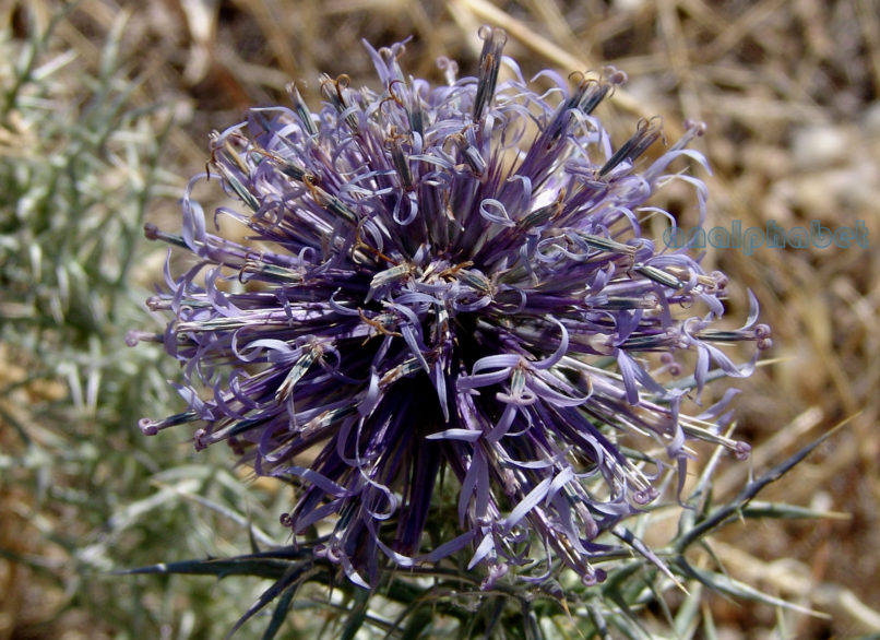 Compositae (Asteraceae) C10 [?], PARNITHA-2