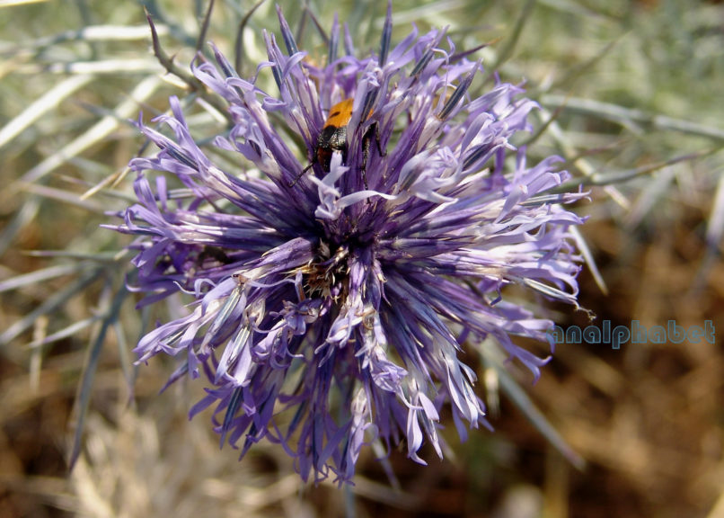 Compositae (Asteraceae) C10 [?], PARNITHA-3