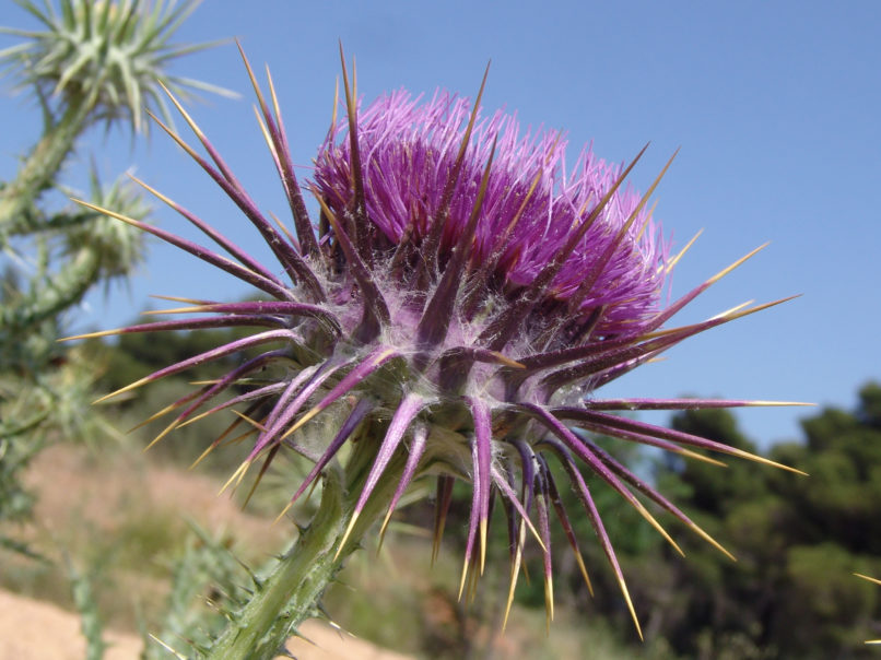 Compositae (Asteraceae) C11 [?], PARNITHA-1