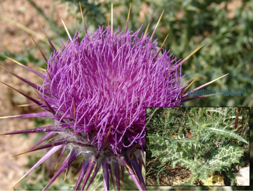 Compositae (Asteraceae) C11 [?], PARNITHA-2