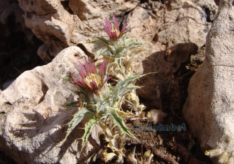 Compositae (Asteraceae) C8 [?], PARNITHA-1