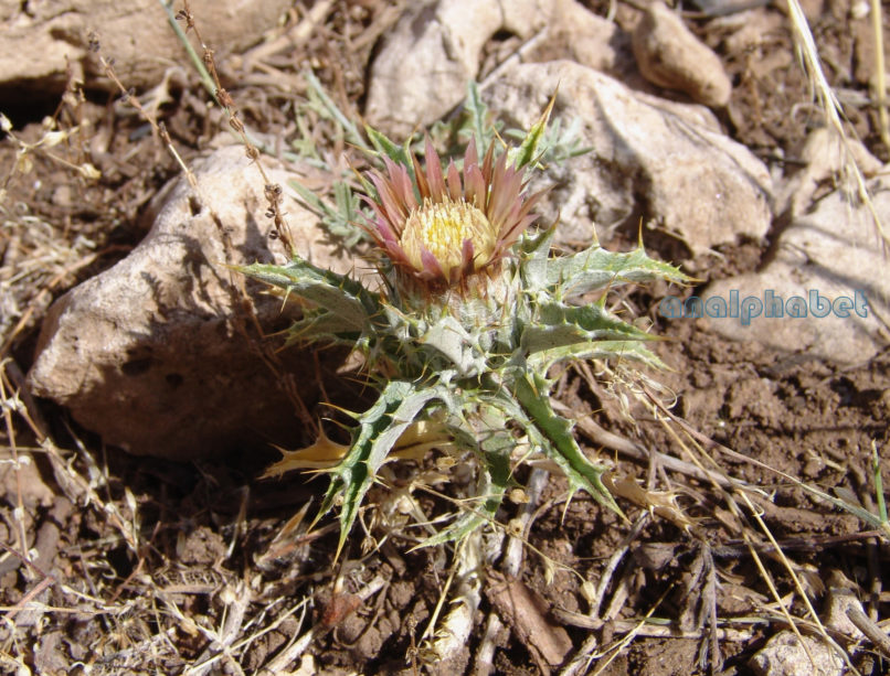 Compositae (Asteraceae) C8 [?], PARNITHA-2