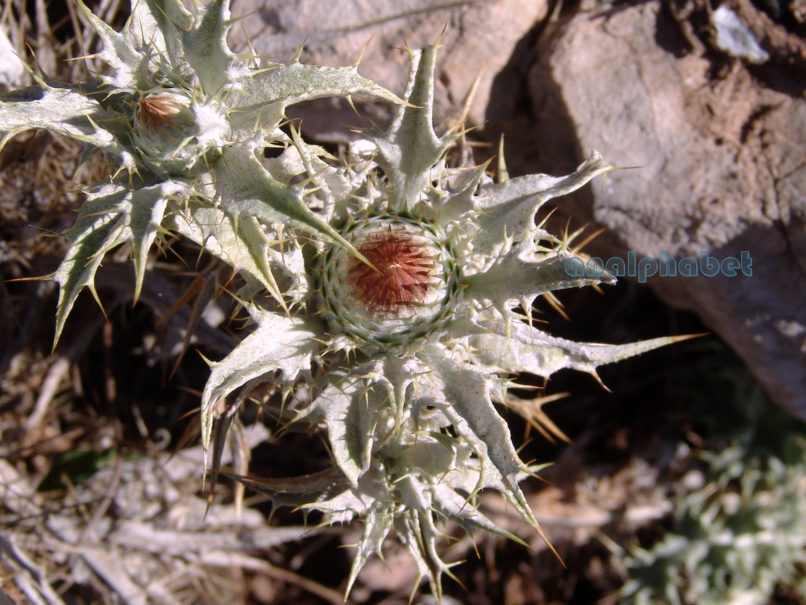 Compositae (Asteraceae) C8 [?], PARNITHA-3