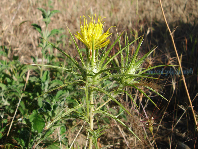 Compositae (Asteraceae) C9 [?], PARNITHA-1