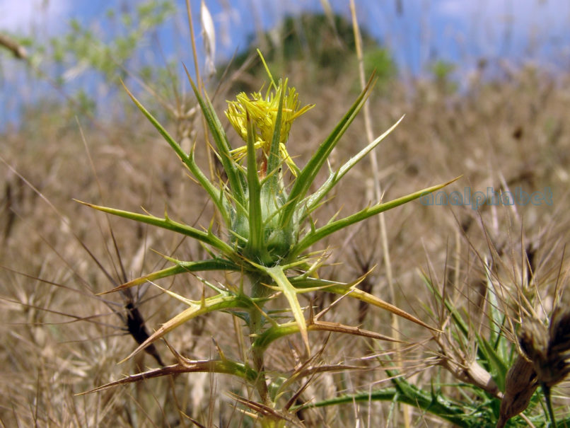 Compositae (Asteraceae) C9 [?], PARNITHA-2