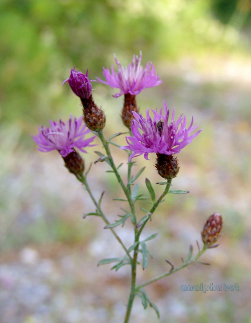Crupina crupinastrum (Moris), OLYMPOS-1