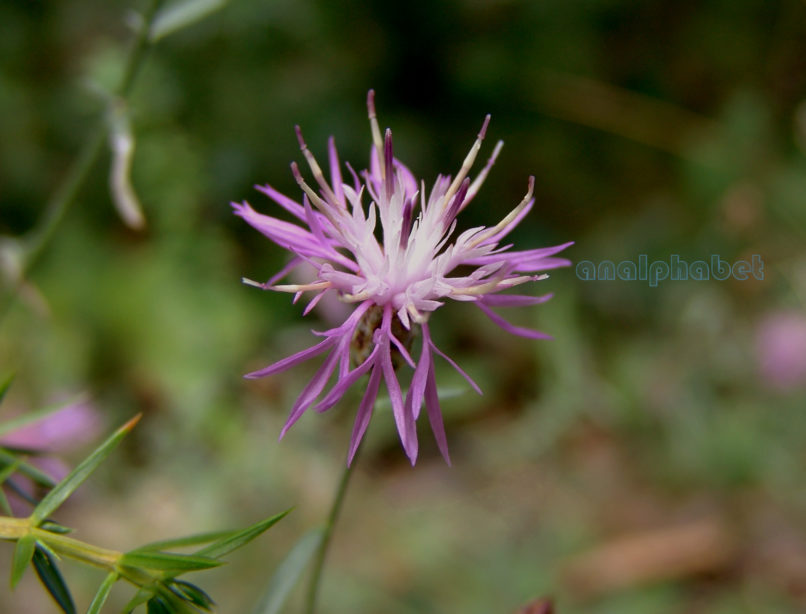 Crupina crupinastrum (Moris), OLYMPOS-2