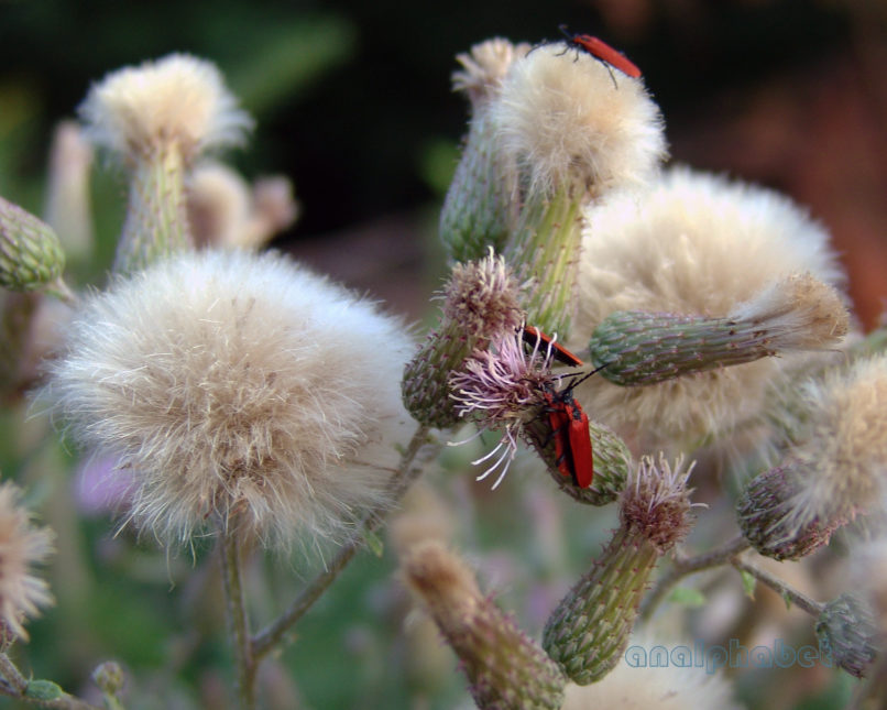 Crupina vulgaris (Pers. ex Cass.), AGRAFA - KAZARMA-1