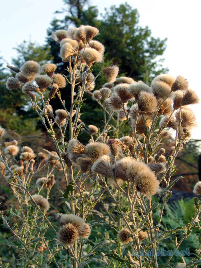 Crupina vulgaris (Pers. ex Cass.), AGRAFA - KAZARMA-2