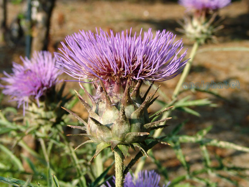 Cynara cardunculus (L.), ZAKYNTHOS - SARAKINADO-1