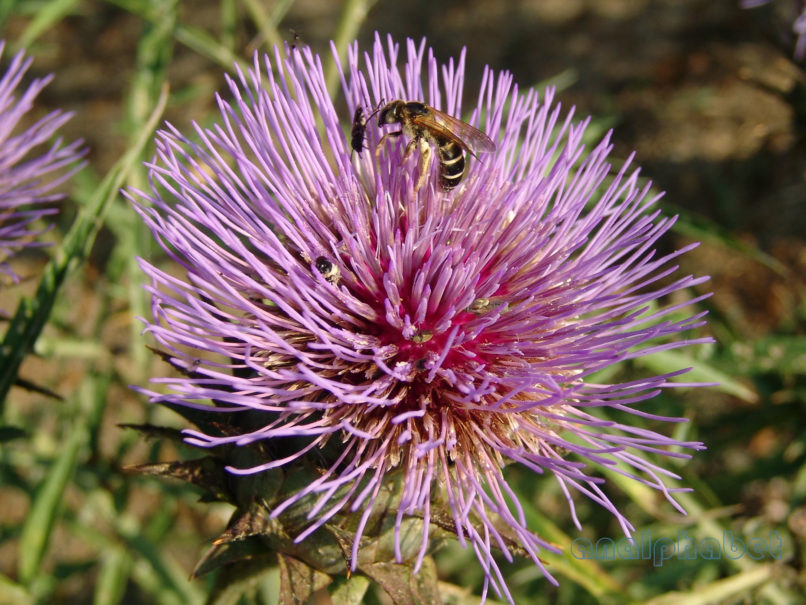 Cynara cardunculus (L.), ZAKYNTHOS - SARAKINADO-2