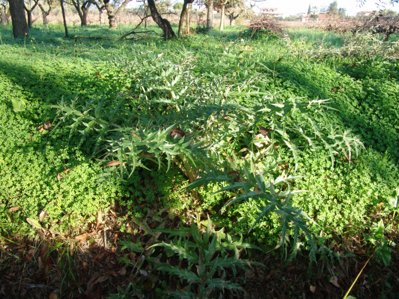 Cynara cardunculus (L.), ZAKYNTHOS - SARAKINADO-3
