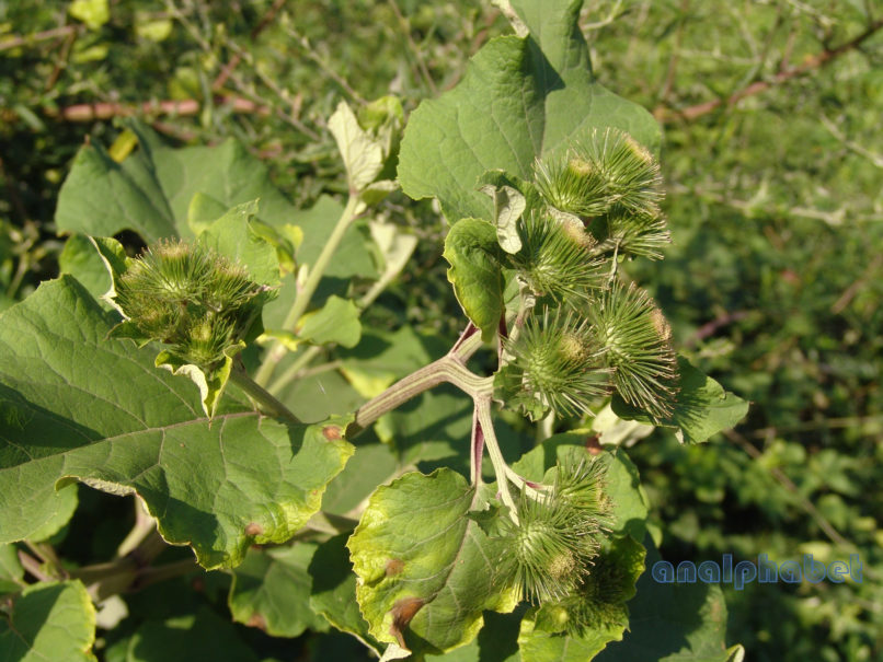 Arctium lappa (L.), PIERIA-1