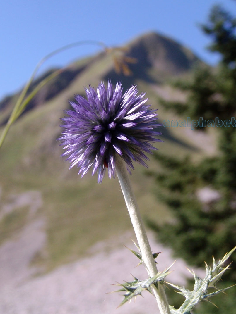 Echinops ritro (L.), CHELIDONA-1