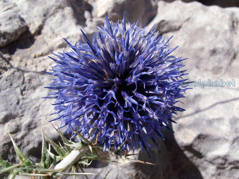 Echinops ritro (L.), GIONA-1