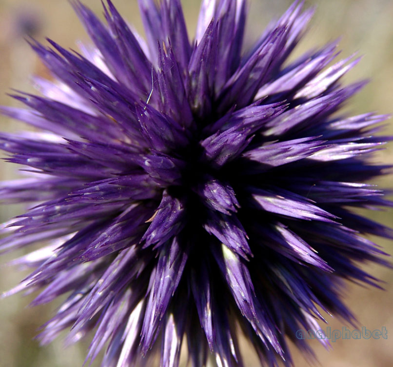 Echinops ritro (L.), OITI-1