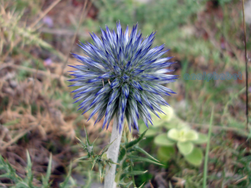 Echinops ritro (L.), PARNASSOS-1
