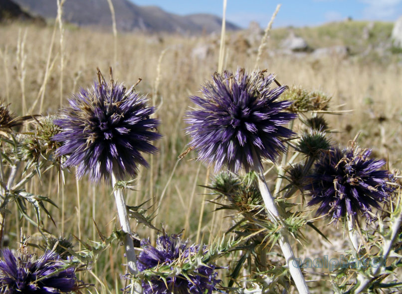 Echinops ritro (L.), VARDOUSIA-1