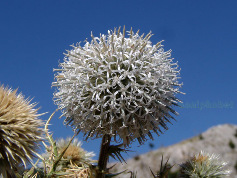 Echinops spinosissimus (Turra), PARNITHA-1