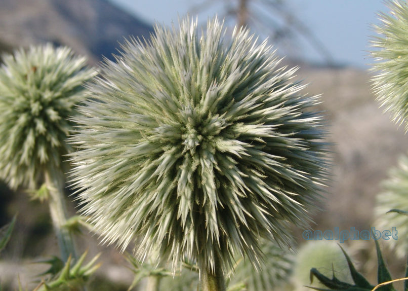 Echinops spinosissimus (Turra), PARNITHA-2
