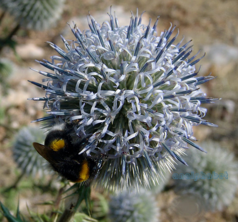 Echinops spinosissimus (Turra), PARNITHA-3